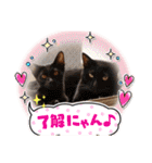 谷保ねこスタンプ第2弾（個別スタンプ：2）