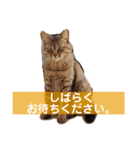 谷保ねこスタンプ第2弾（個別スタンプ：18）