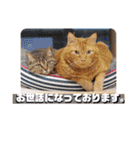 谷保ねこスタンプ第2弾（個別スタンプ：22）