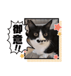 谷保ねこスタンプ第2弾（個別スタンプ：25）