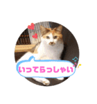 谷保ねこスタンプ第2弾（個別スタンプ：27）