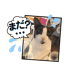 谷保ねこスタンプ第2弾（個別スタンプ：29）