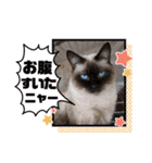 谷保ねこスタンプ第2弾（個別スタンプ：30）