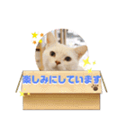 谷保ねこスタンプ第2弾（個別スタンプ：32）