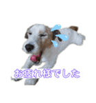 Yakkleのほのぼのスタンプ（個別スタンプ：9）