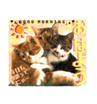 ねねこ猫ねこ(*ΦωΦ)（個別スタンプ：2）