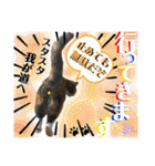 ねねこ猫ねこ(*ΦωΦ)（個別スタンプ：3）