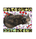 ねねこ猫ねこ(*ΦωΦ)（個別スタンプ：4）