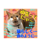 ねねこ猫ねこ(*ΦωΦ)（個別スタンプ：5）