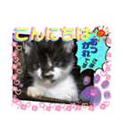ねねこ猫ねこ(*ΦωΦ)（個別スタンプ：6）