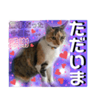 ねねこ猫ねこ(*ΦωΦ)（個別スタンプ：7）
