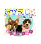 ねねこ猫ねこ(*ΦωΦ)（個別スタンプ：8）