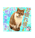 ねねこ猫ねこ(*ΦωΦ)（個別スタンプ：9）