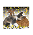 ねねこ猫ねこ(*ΦωΦ)（個別スタンプ：10）