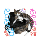 ねねこ猫ねこ(*ΦωΦ)（個別スタンプ：11）