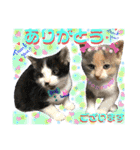 ねねこ猫ねこ(*ΦωΦ)（個別スタンプ：12）
