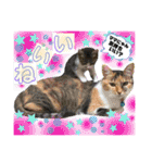 ねねこ猫ねこ(*ΦωΦ)（個別スタンプ：14）