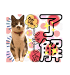 ねねこ猫ねこ(*ΦωΦ)（個別スタンプ：15）