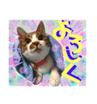 ねねこ猫ねこ(*ΦωΦ)（個別スタンプ：16）