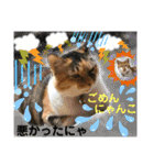 ねねこ猫ねこ(*ΦωΦ)（個別スタンプ：17）