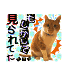ねねこ猫ねこ(*ΦωΦ)（個別スタンプ：18）