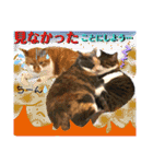 ねねこ猫ねこ(*ΦωΦ)（個別スタンプ：19）