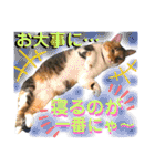 ねねこ猫ねこ(*ΦωΦ)（個別スタンプ：21）