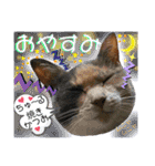 ねねこ猫ねこ(*ΦωΦ)（個別スタンプ：22）