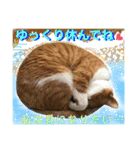ねねこ猫ねこ(*ΦωΦ)（個別スタンプ：23）