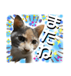 ねねこ猫ねこ(*ΦωΦ)（個別スタンプ：24）