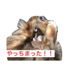 ハルと福之丞／日常会話（個別スタンプ：1）