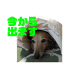 ハルと福之丞／日常会話（個別スタンプ：15）