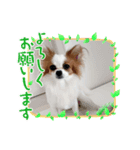 パピヨンのぴのちゃんスタンプ♡3（個別スタンプ：2）