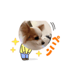 パピヨンのぴのちゃんスタンプ♡3（個別スタンプ：4）