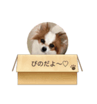 パピヨンのぴのちゃんスタンプ♡3（個別スタンプ：5）