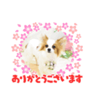 パピヨンのぴのちゃんスタンプ♡3（個別スタンプ：6）