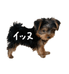 ヨークシャーテリア(らっきー)（個別スタンプ：3）