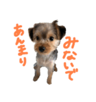 ヨークシャーテリア(らっきー)（個別スタンプ：7）