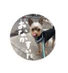 ヨークシャーテリア(らっきー)（個別スタンプ：15）
