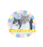 にゃんこの日常パート5（個別スタンプ：1）