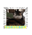 にゃんこの日常パート5（個別スタンプ：3）