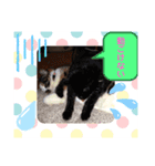 にゃんこの日常パート5（個別スタンプ：6）