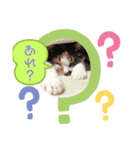 にゃんこの日常パート5（個別スタンプ：7）