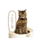 どんちゃんのご機嫌ナナメスタンプ（個別スタンプ：1）