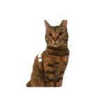 どんちゃんのご機嫌ナナメスタンプ（個別スタンプ：3）
