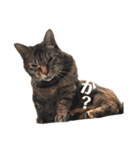 どんちゃんのご機嫌ナナメスタンプ（個別スタンプ：5）