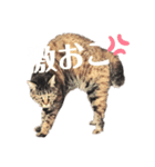 どんちゃんのご機嫌ナナメスタンプ（個別スタンプ：7）