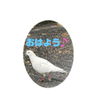 ハトさん♪（個別スタンプ：1）