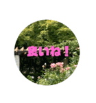 ハトさん♪（個別スタンプ：4）