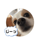 パピヨン のれもんちゃん 心の声編（個別スタンプ：1）